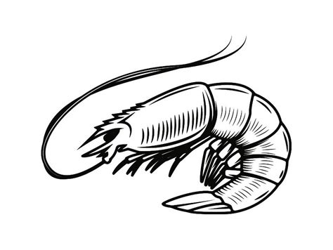 shrimp clipart|shrimp clip art black and white.